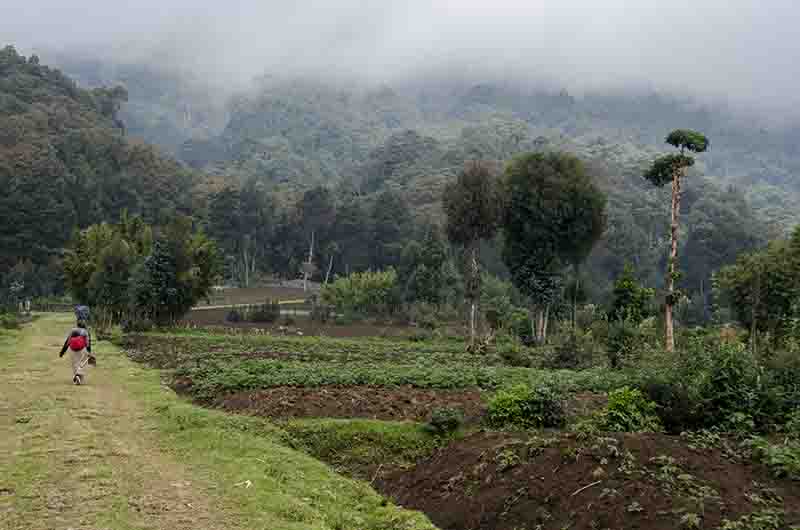 19 - Ruanda - parque nacional de los volcanes - paisaje